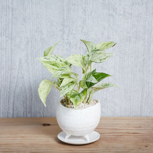 白 緑のマーブルがさわやかなポトス マーブルクイーン 青山フラワーマーケット公式 花屋 花 花束 フラワーギフト 通販