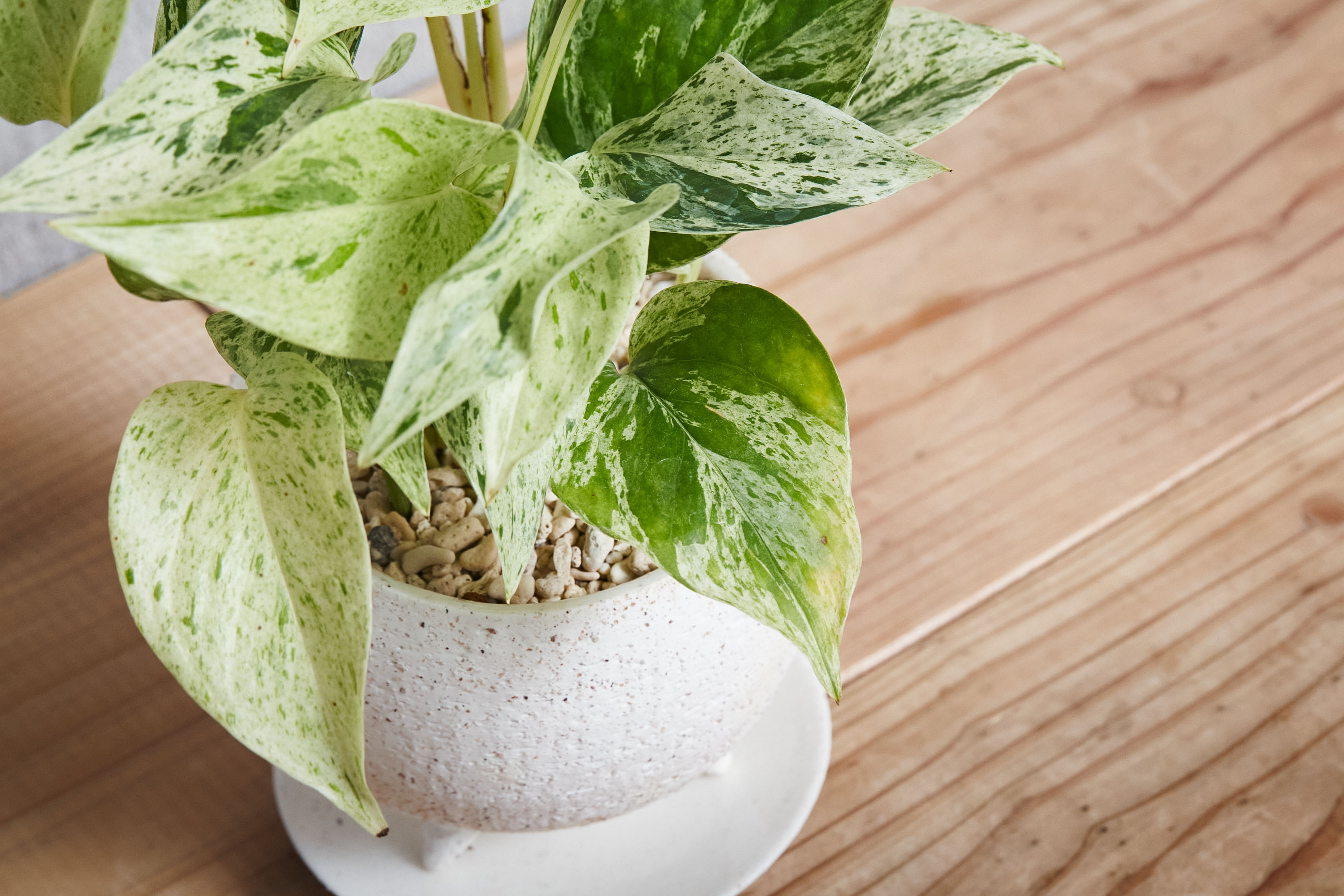 白×緑のマーブルがさわやかなポトス・マーブルクイーン | 青山フラワー