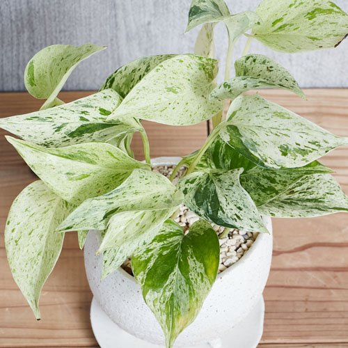白 緑のマーブルがさわやかなポトス マーブルクイーン 青山フラワーマーケット公式 花屋 花 花束 フラワーギフト 通販