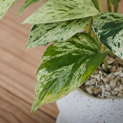 白 緑のマーブルがさわやかなポトス マーブルクイーン 青山フラワーマーケット公式 花屋 花 花束 フラワーギフト 通販