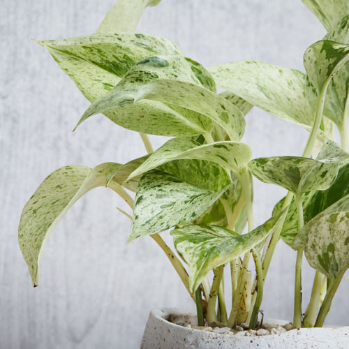 白 緑のマーブルがさわやかなポトス マーブルクイーン 青山フラワーマーケット公式 花屋 花 花束 フラワーギフト 通販