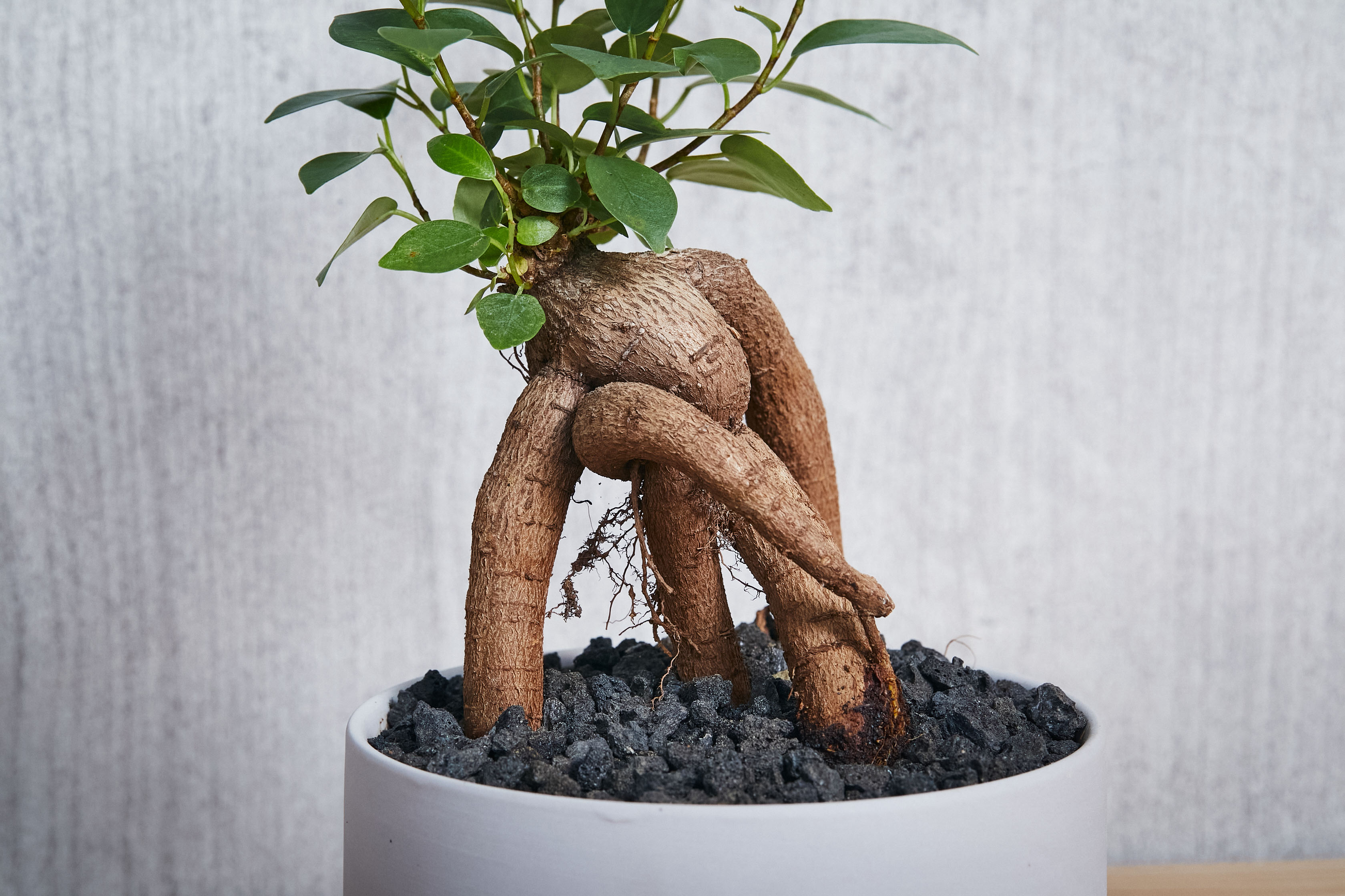 幸せを呼ぶ精霊が住むガジュマル 青山フラワーマーケット公式 花屋 花 花束 フラワーギフト 通販