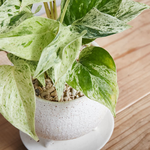 ポトス 観葉植物 青山フラワーマーケット公式 花屋 花 花束 フラワーギフト 通販