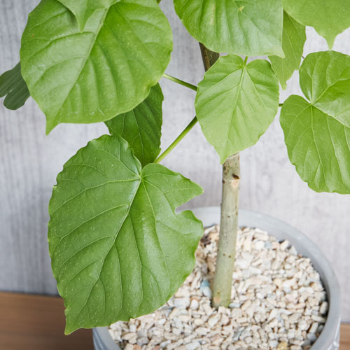 ハート型の葉 白い幹が美しいウンベラータ 幾何学模様 青山フラワーマーケット公式 花屋 花 花束 フラワーギフト 通販