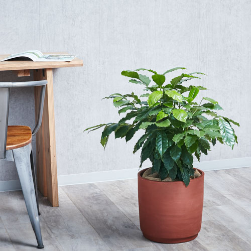 白い花が咲き赤い実がなるコーヒーの木 青山フラワーマーケット公式 花屋 花 花束 フラワーギフト 通販 白い花が咲き赤い実がなるコーヒーの木 青山フラワーマーケット公式 花屋 花 花束 フラワーギフト 通販
