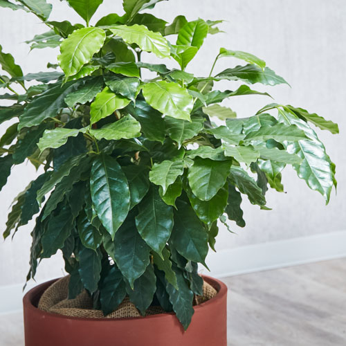 白い花が咲き赤い実がなるコーヒーの木 青山フラワーマーケット公式 花屋 花 花束 フラワーギフト 通販 白い花が咲き赤い実がなるコーヒーの木 青山フラワーマーケット公式 花屋 花 花束 フラワーギフト 通販