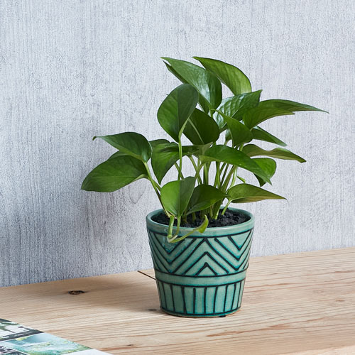 ニノミヤ様専用 ポトス パステルシャワー鉢ごと