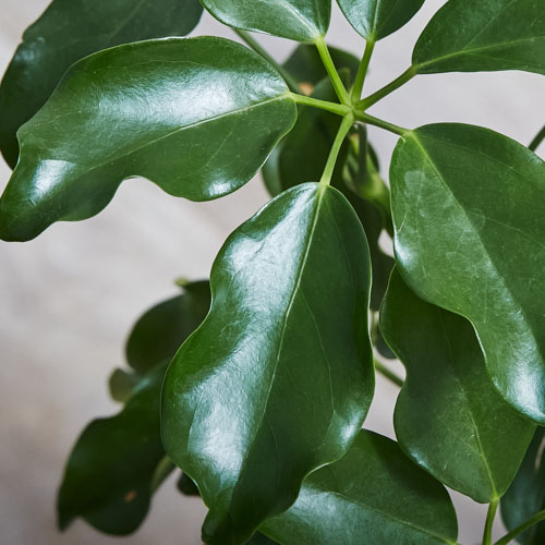 深い緑の葉がフリルのように波打つシェフレラ グランディス 青山フラワーマーケット公式 花屋 花 花束 フラワーギフト 通販