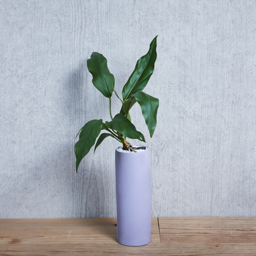 悠々と伸びる波打つアンスリウム フーケリー Purple 青山フラワーマーケット公式 花屋 花 花束 フラワーギフト 通販