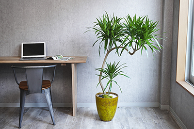 一点もの 育ってきた年月に思いを馳せるエバーフレッシュ 青山フラワーマーケット公式 花屋 花 花束 フラワーギフト 通販