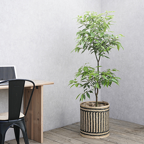 和製ハーブの香りが楽しめるホンニッケイ 青山フラワーマーケット公式 花屋 花 花束 フラワーギフト 通販