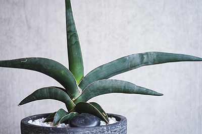 一点もの 左右に広がる葉が特徴のサンセベリア ロブスタ ブルー 青山フラワーマーケット公式 花屋 花 花束 フラワーギフト 通販