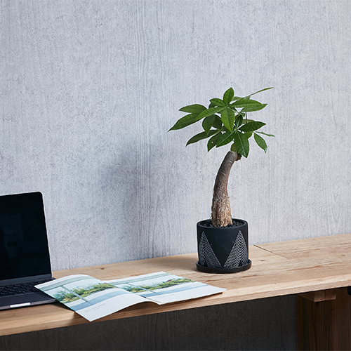 自然のエネルギーを感じるパキラ Black 青山フラワーマーケット公式 花屋 花 花束 フラワーギフト 通販