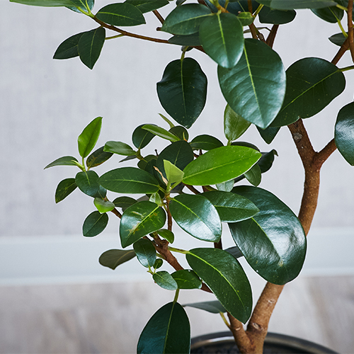 赤茶の葉裏がポイントのフランスゴムノキ Gray 青山フラワーマーケット公式 花屋 花 花束 フラワーギフト 通販
