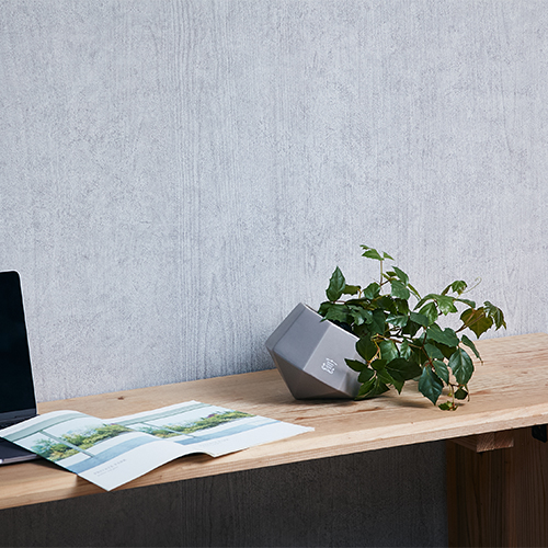 巻きヒゲがぐんぐん伸びる蔓性植物グレープアイビー 青山フラワーマーケット公式 花屋 花 花束 フラワーギフト 通販