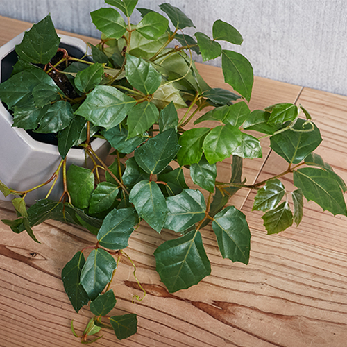 巻きヒゲがぐんぐん伸びる蔓性植物グレープアイビー 青山フラワーマーケット公式 花屋 花 花束 フラワーギフト 通販