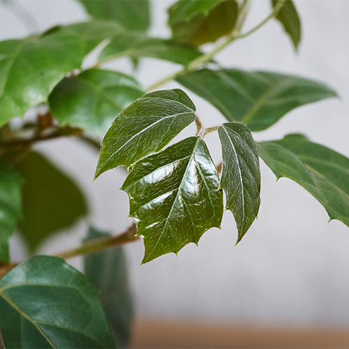 巻きヒゲがぐんぐん伸びる蔓性植物グレープアイビー 青山フラワーマーケット公式 花屋 花 花束 フラワーギフト 通販