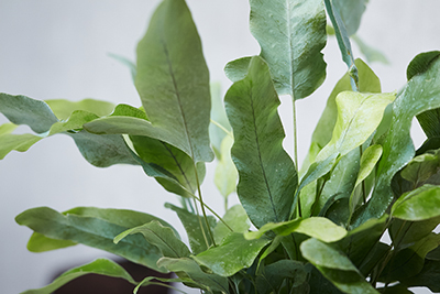 羽のようにひろがる銀緑色の葉フレボディウム アウレウム ブルースター 青山フラワーマーケット公式 花屋 花 花束 フラワーギフト 通販 羽のようにひろがる銀緑色の葉フレボディウム アウレウム ブルースター 青山フラワーマーケット公式 花屋 花 花束 フラワーギフト 通販