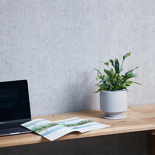 羽のようにひろがる銀緑色の葉フレボディウム アウレウム ブルースター 青山フラワーマーケット公式 花屋 花 花束 フラワーギフト 通販 羽のようにひろがる銀緑色の葉フレボディウム アウレウム ブルースター 青山フラワーマーケット公式 花屋 花 花束 フラワーギフト 通販