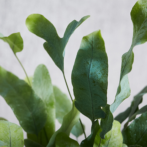 羽のようにひろがる銀緑色の葉フレボディウム アウレウム ブルースター 青山フラワーマーケット公式 花屋 花 花束 フラワーギフト 通販 羽のようにひろがる銀緑色の葉フレボディウム アウレウム ブルースター 青山フラワーマーケット公式 花屋 花 花束 フラワーギフト 通販