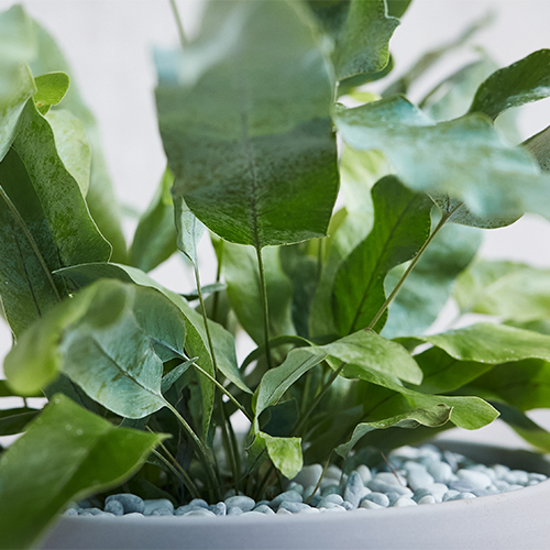 羽のようにひろがる銀緑色の葉フレボディウム アウレウム ブルースター 青山フラワーマーケット公式 花屋 花 花束 フラワーギフト 通販 羽のようにひろがる銀緑色の葉フレボディウム アウレウム ブルースター 青山フラワーマーケット公式 花屋 花 花束 フラワーギフト 通販