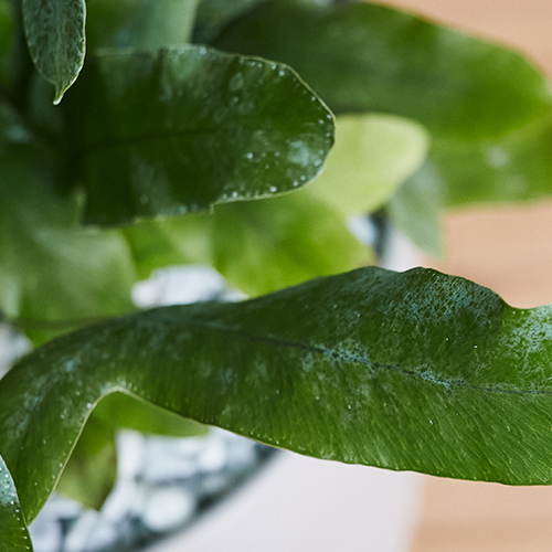 羽のようにひろがる銀緑色の葉フレボディウム アウレウム ブルースター 青山フラワーマーケット公式 花屋 花 花束 フラワーギフト 通販 羽のようにひろがる銀緑色の葉フレボディウム アウレウム ブルースター 青山フラワーマーケット公式 花屋 花 花束 フラワーギフト 通販