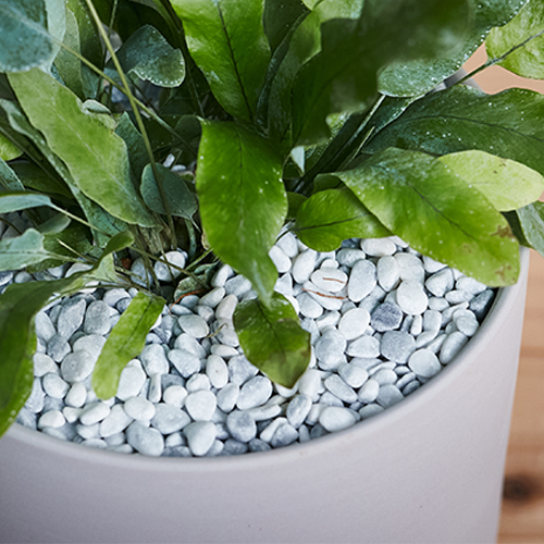 羽のようにひろがる銀緑色の葉フレボディウム アウレウム ブルースター 青山フラワーマーケット公式 花屋 花 花束 フラワーギフト 通販 羽のようにひろがる銀緑色の葉フレボディウム アウレウム ブルースター 青山フラワーマーケット公式 花屋 花 花束 フラワーギフト 通販