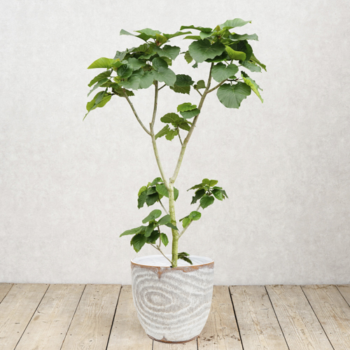 大きなハートの葉 端正に育てられたフィカス ウンベラータ 青山フラワーマーケット公式 花屋 花 花束 フラワーギフト 通販 大きなハートの葉 端正に育てられたフィカス ウンベラータ 青山フラワーマーケット公式 花屋 花 花束 フラワーギフト 通販