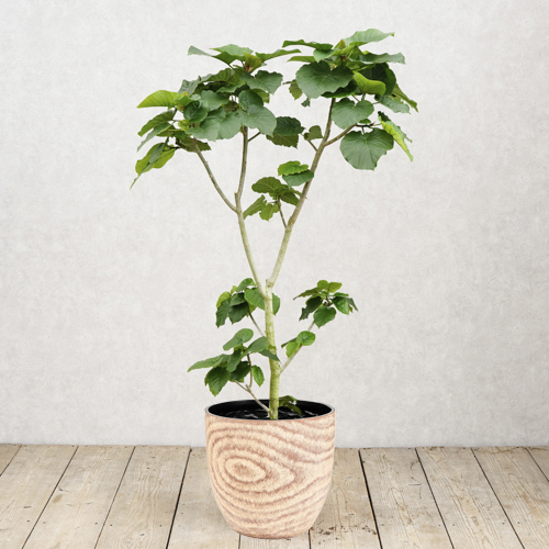 大きなハートの葉 端正に育てられたフィカス ウンベラータ 青山フラワーマーケット公式 花屋 花 花束 フラワーギフト 通販 大きなハートの葉 端正に育てられたフィカス ウンベラータ 青山フラワーマーケット公式 花屋 花 花束 フラワーギフト 通販