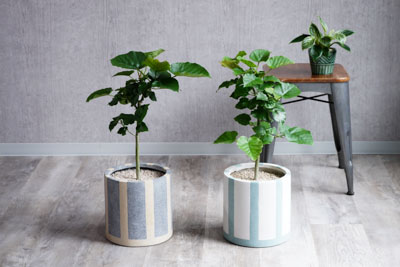 真っ直ぐで素直 育てやすいフィカス ウンベラータ 青山フラワーマーケット公式 花屋 花 花束 フラワーギフト 通販