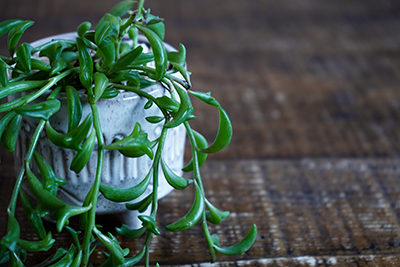 まるで水面を跳ねるイルカみたいなドルフィンネックレス 青山フラワーマーケット公式 花屋 花 花束 フラワーギフト 通販