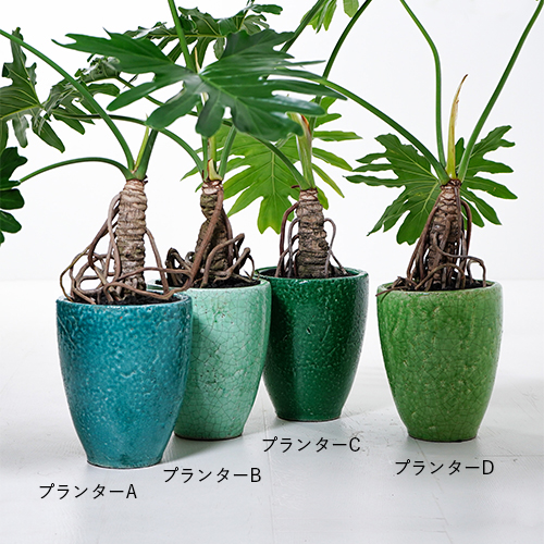 エキゾチックな雰囲気が魅力のフィロデンドロン セローム 青山フラワーマーケット公式 花屋 花 花束 フラワーギフト 通販