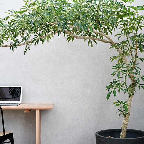 一点もの 一目で記憶に残る個性的なシェフレラ 青山フラワーマーケット公式 花屋 花 花束 フラワーギフト 通販