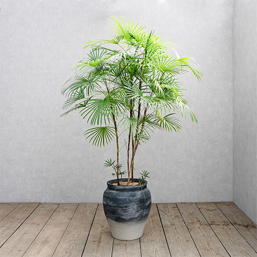 花火のように広がる葉が美しいウンナンシュロチク 青山フラワーマーケット公式 花屋 花 花束 フラワーギフト 通販