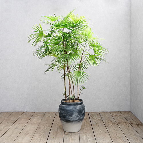 花火のように広がる葉が美しいウンナンシュロチク 青山フラワーマーケット公式 花屋 花 花束 フラワーギフト 通販