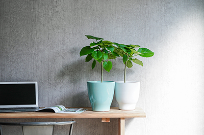 まっすぐで素直 育てやすいフィカス ウンベラータ 青山フラワーマーケット公式 花屋 花 花束 フラワーギフト 通販