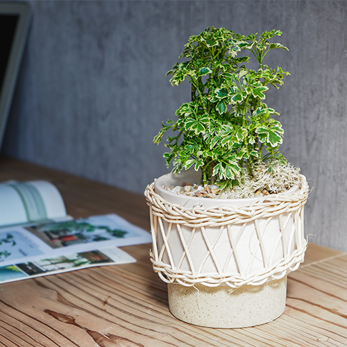 ギザギザの葉がこんもり育つポリシャス スノープリンセス 青山フラワーマーケット公式 花屋 花 花束 フラワーギフト 通販