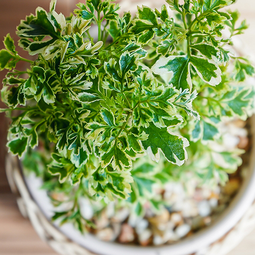 ギザギザの葉がこんもり育つポリシャス スノープリンセス 青山フラワーマーケット公式 花屋 花 花束 フラワーギフト 通販