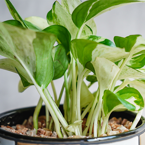 ポトスの王様と呼ばれるポトス ステータス 青山フラワーマーケット公式 花屋 花 花束 フラワーギフト 通販