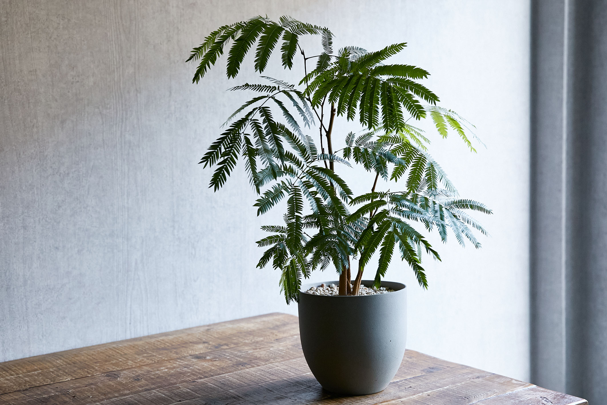 どんなインテリアにもマッチするエバーフレッシュ(Grey) | 青山