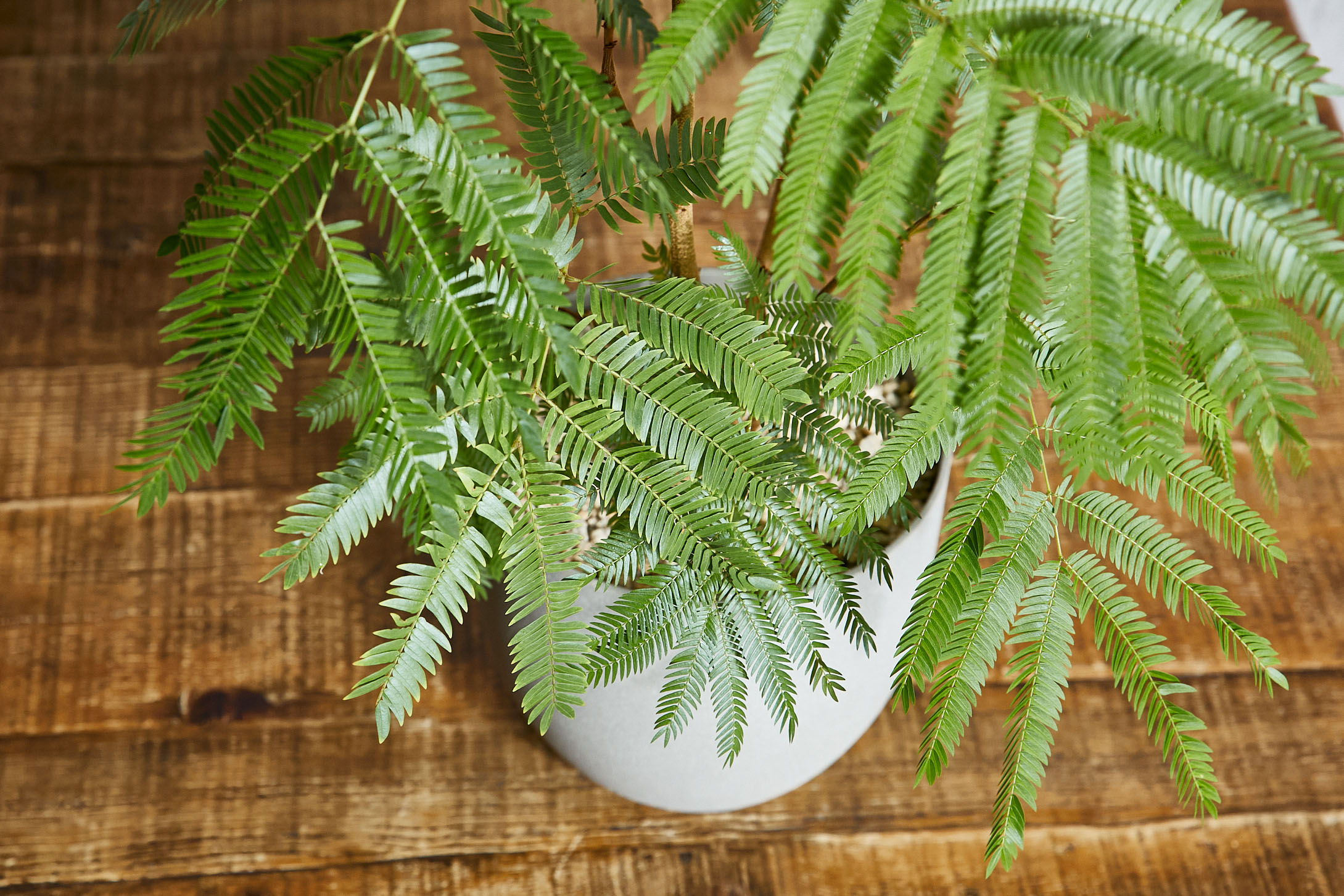 【お客♡】エバーフレッシュ♥記念品 エバーフレッシュ/FARM(ファーム)/エルセ14 C | 青山フラワー