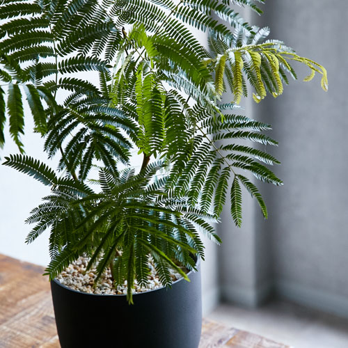 エバーフレッシュ 5号鉢植え の通販 | 園芸ネット