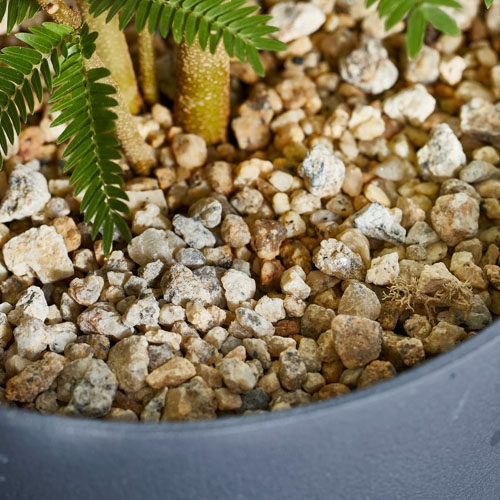 どんなインテリアにもマッチするエバーフレッシュ(Black) | 青山