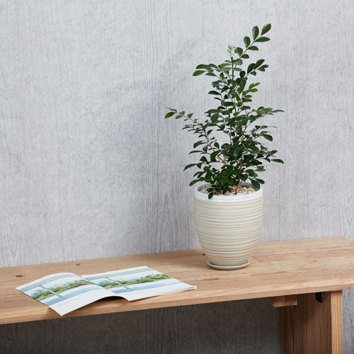 葉色も花の香りも美しくたおやかなゲッキツ 青山フラワーマーケット公式 花屋 花 花束 フラワーギフト 通販