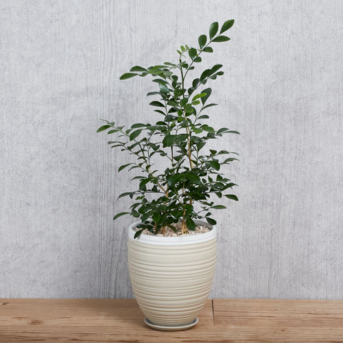 葉色も花の香りも美しくたおやかなゲッキツ 青山フラワーマーケット公式 花屋 花 花束 フラワーギフト 通販