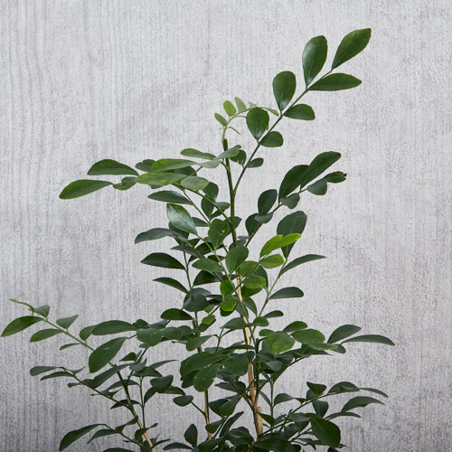 葉色も花の香りも美しくたおやかなゲッキツ 青山フラワーマーケット公式 花屋 花 花束 フラワーギフト 通販