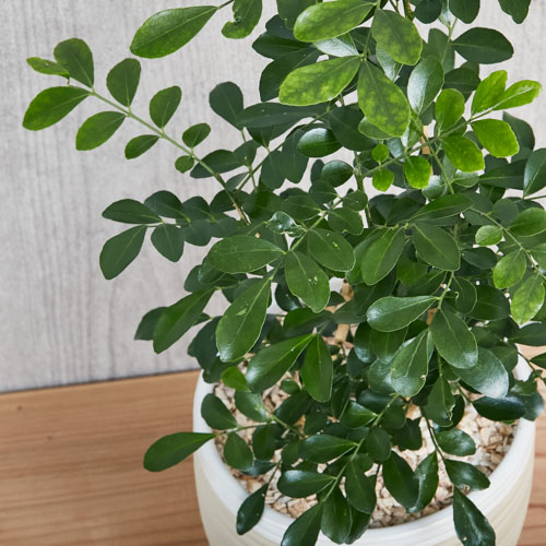 葉色も花の香りも美しくたおやかなゲッキツ 青山フラワーマーケット公式 花屋 花 花束 フラワーギフト 通販