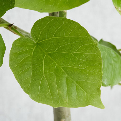 ハート型の葉 白い幹が美しいウンベラータ 楕円模様 青山フラワーマーケット公式 花屋 花 花束 フラワーギフト 通販