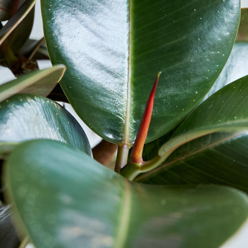 艶のあるダークグリーンの葉が美しい 青山フラワーマーケット公式 花屋 花 花束 フラワーギフト 通販