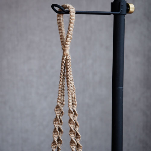 ベルベットのような星型の花が咲くホヤ マチルダ サクララン 青山フラワーマーケット公式 花屋 花 花束 フラワーギフト 通販